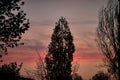 Sunset in the woods. Sun sky, clouds, trees, rays of light