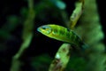 Sunset Wrasse fish close up in a saltwater aquarium