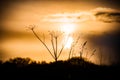 Sunset of yellow and orange over a tree silhouette