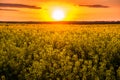 Sunset in yellow rapeseed field Royalty Free Stock Photo