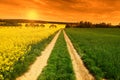 Sunset in yellow rapeseed field, spring landscape Royalty Free Stock Photo