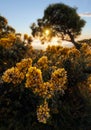 Sunset through a tree at Maido in Saint-Paul, Reunion Island