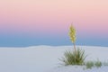 Sunset Yucca at White Sands