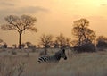 Sunset with Zebra in Africa Royalty Free Stock Photo