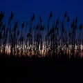 Sunset above Zlicin colors reeds