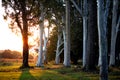 sunsets behind gumtrees next to a vineyard in Beechworth Victoria Royalty Free Stock Photo