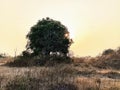 Sunsets behind the tree Royalty Free Stock Photo