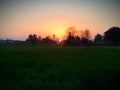Sunsets Behind The Trees From Crop Fields Royalty Free Stock Photo