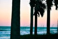 Sunsets and Palm Trees at Dusk Along the Coast of Florida Beaches in Ponce Inlet and Ormond Beach, Florida Royalty Free Stock Photo