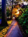 Sunsetting behind trees, in a narrow pathway