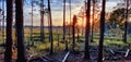 Sunsetting over the swamps at a wildlife park in Florida