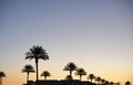 Sunsetting sky over palms in Pasadena