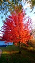 A beautiful red color tree. Royalty Free Stock Photo