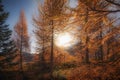 Sunshine among the autumn larch trees Royalty Free Stock Photo