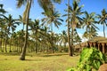 Sunshine beach with Row of palm trees and thatched roof pavilion