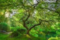 Sunshine through the beautiful Japanese Maple Tree in Portland Japanese Gardens, Oregon Royalty Free Stock Photo