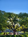 Sunshine in beautiful tree glowing against a California blue sky