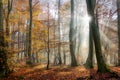 Sunshine in a beech forest in fall, Siebengebirge, Germany Royalty Free Stock Photo