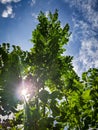 Sunshine behind the foliage and around blue sky too