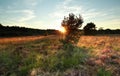 Sunshine behind pine tree Royalty Free Stock Photo