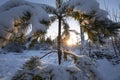 Sunshine behind pine tree in winter forest Royalty Free Stock Photo