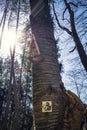 Sunshine behind a tree with a birdhouse in spring