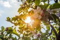 Sunshine behind tree Royalty Free Stock Photo