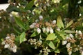 Sunshine Blue blueberry, Vaccinium corymbosum 'Sunshine Blue'