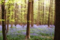 Sunshine bluebells Royalty Free Stock Photo