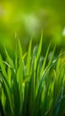 Grass growing represents green energy concept, promoting eco friendly travel