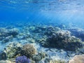 Sunshine on coral reef. Exotic island shore shallow water. Tropical seashore landscape underwater photo. Royalty Free Stock Photo