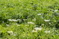 Sunshine daisies vibrant wild meadow