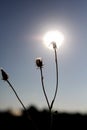 Sunshine dandelions Royalty Free Stock Photo