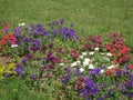 Shot of a beautiful day with flowers and much green