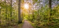 Sunshine through deciduous forest in Belgium.