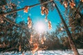 Sunshine Through Dry Of Maple Branches In Sunny Winter Day. Close Up Of Maple Distinctive Fruits Also Called Samaras Royalty Free Stock Photo