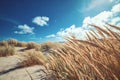 Sunshine in the dunes at Skagen in northern Denmark Royalty Free Stock Photo