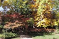 Sunshine on fall leaves of trees at a home`s entrance