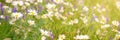 Sunshine on a field of daisy and wiild flowers, spring and summer panoramic background Royalty Free Stock Photo