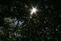 Sunshine through the foliage Royalty Free Stock Photo