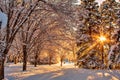 Sunshine Glowing Through A Winter Forest