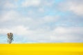 Sunshine on golden canola field with a single gum tree Royalty Free Stock Photo