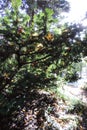 Sunshine through green branches on the bright sky