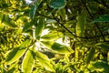 Sunshine through green leafs background. Royalty Free Stock Photo
