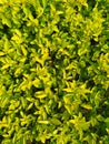 Sunshine Green leaves background wallpaper