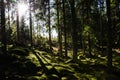 Sunshine i a green mossy forest Royalty Free Stock Photo