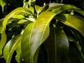 Sunshine illuminates mango leaves beautiful