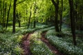 Sunshine illuminates a path through wild garlic in a Dorset woodland