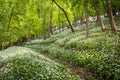 Sunshine illuminates a path through wild garlic in a Dorset woodland