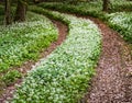 Sunshine illuminates a path through wild garlic in a Dorset woodland